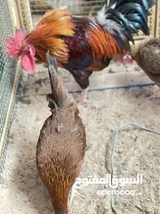  4 متاح. افراخ  ووجات. من. هذا الحلال فري ومطوك وندراوي