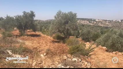  3 أرض مسطحة على رأس جبل مليئة بأشجار الزيتون تصنيف بي