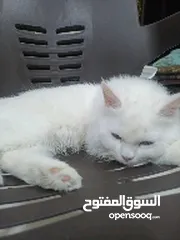  1 قطه شيرازي للبيع