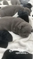  5 French Bulldog Pupies for Adoption