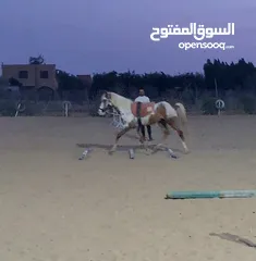  6 حصان فلسطينى(Stallion) للاقتناء و الركوب