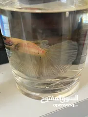  1 سمك فايتر واحواض للبيع