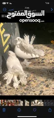  4 زوج طيور زينه نوع هنداويات فحل ونثية مكعكل ومكلش  مع قفص