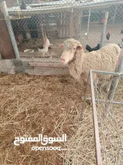  2 للبيع كبش نجدي و جاعده