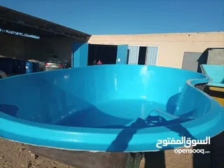  1 حوض سباحة بيضاوي 8 متر في 4 متر