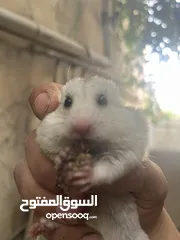  1 هامستر اليف للبيع ذكر وانثى