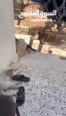  6 منزل للبيع