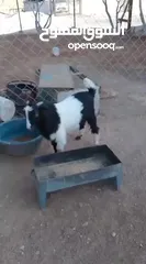  2 جدي رمسي عمر اربع شهور وشوي صلات النبي عليه