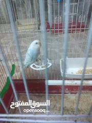  6 3 جواز حب مع فراخ شغالااات مقفصات 3 معالف