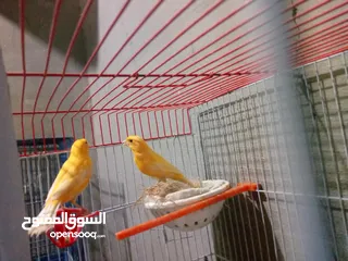  16 طحشت كنار بالصلاة على النبي صحة ونظافة كلهن من انتاجي الله يبارك لصاحب النصيب