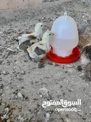  16 صيصان براهما مستويات عالية