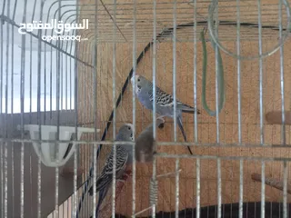  1 بسم لله الرحمن الرحيم السلام عليكم موجود جوز حب