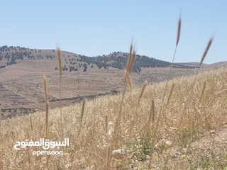 1 خمس دونمات في بيرين على شارعين بسعر مغري لفيلا او مزرعة