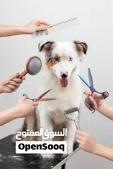  2 Looking for a Pet Shop