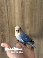  1 طير روز ذكر