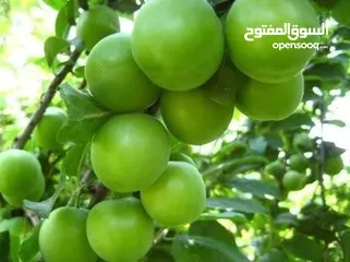  16 مشاتل الرويال لزراعه ومتابعه الاشجار