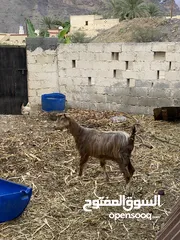  4 شاه لبيع …