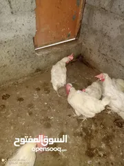  2 دجاج لوهمان أبيض بياض