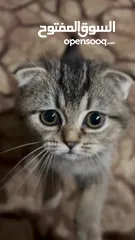  4 قطط سكوتش فولد ذكر وانثى