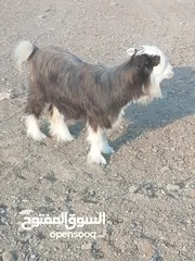  12 أغنام للبيع