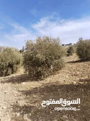 4 قفقفا 13 دنم منطقة مزارع وشاليهات وطبيعة خلابة مسيجة جدار حجر