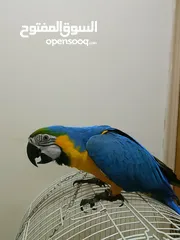  4 FULLY TAMED AND TALKING MACAW