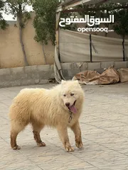  2 كلب هاسكي اصلي الحجم الكبير