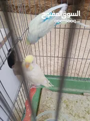  7 طيور حب مشكلات