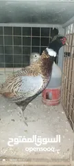  11 طقم فازنت انثايتين وذكر بياضات