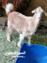  6 شاه وبنته.......