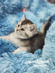  2 انثى سكوتش ستريت ، sc 11 من اندار الانواع و احلااهم شورت هير