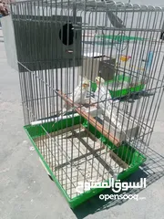  23 حساسين وكنارات نخب اول مقنوة صحة ونضافة