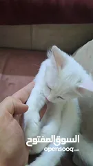  4 قطه  شيرازي للبيع صحته ممتازه  ذكر