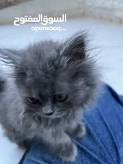  2 British longhair برتش لونج هير