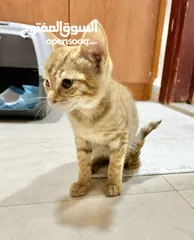  4 قطة صغيرة للتبني (مجاناً ) - kitten for  adoption (free)