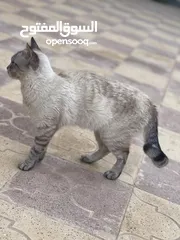  4 قطة فارسية للبيع