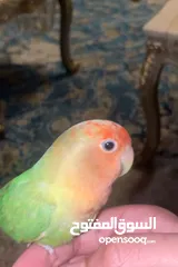  2 للبيع طير لاف بيرد أليف ومدرب