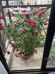  1 Out door plants