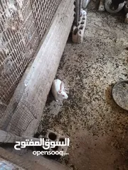 5 أرانب للبيع نخب اول