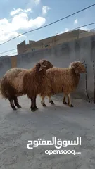  9 لحام جزار متنقل في محافظه مأدبا