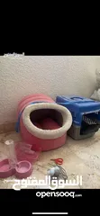  1 أشياء قطط جديده