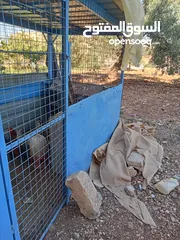  3 دجاج بلدي +خم جاج كبير