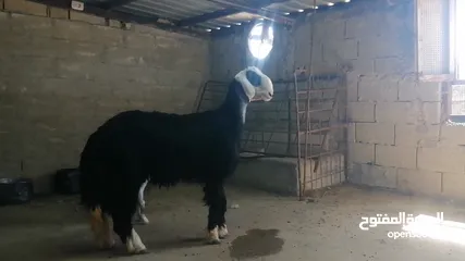  1 خروف نجدي كويتي