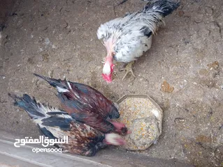  28 متوفر لزبائنها الكرام / زغاليل بلدي للاكل/ حمام فرنسي للذبح / ارانب نخب اول التفاصيل بالوصف