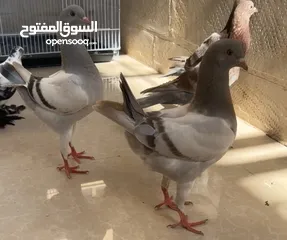  2 فرخين مدنسرات خارقات مطلوب 35