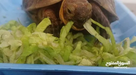  4 tortoise for sale