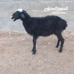  2 للبيع حملات تهجين نجدي عماني