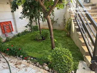  2 نجيل طبيعي نجيل ديكوندرا