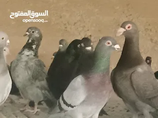  8 انواع حمام مشكلة للبيع