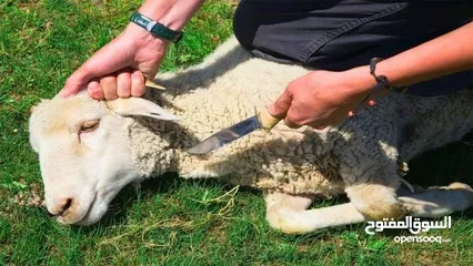  1 لحام _جزار لذبح الأضاحي في المنزل